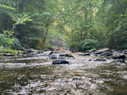 brook flowing