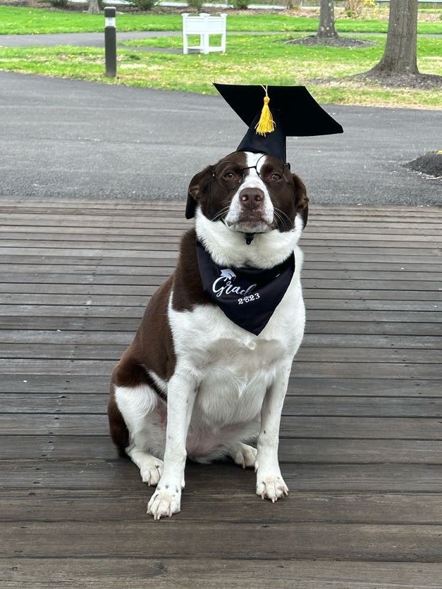 Therapy dog